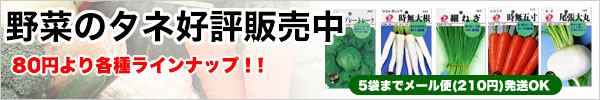 野菜のタネ 